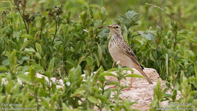 African Pipitadult breeding