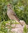 Pipit africain