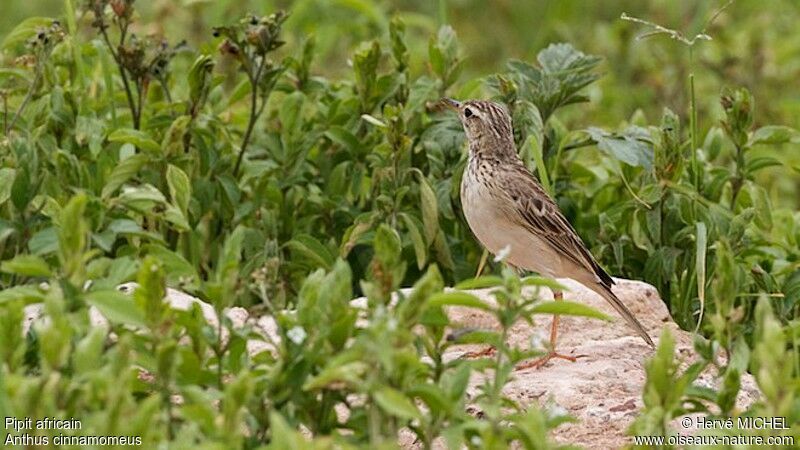 Pipit africainadulte nuptial