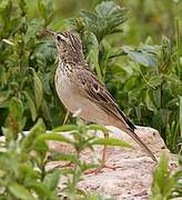 African Pipit