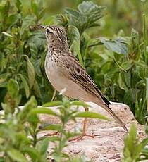 Pipit africain