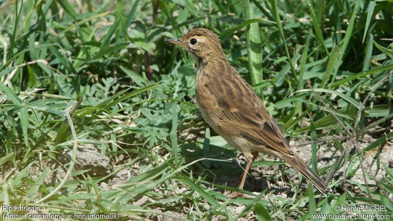 Pipit africain