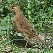 Pipit africain