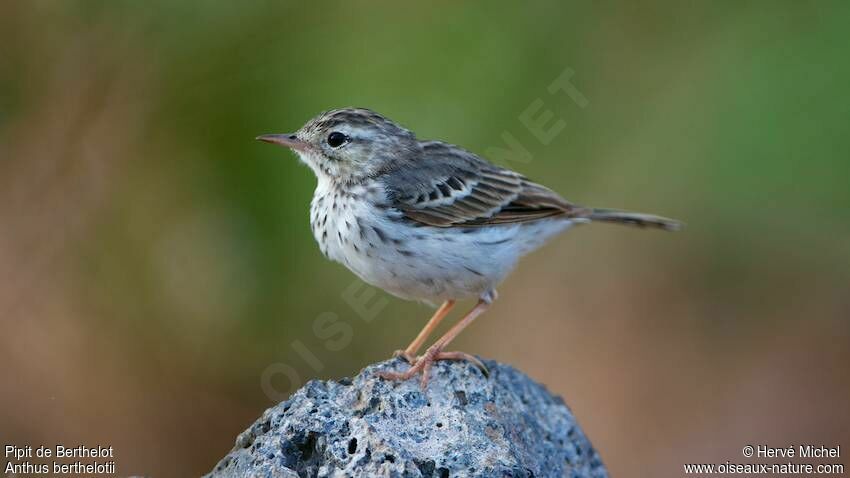 Berthelot's Pipit