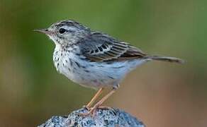 Berthelot's Pipit