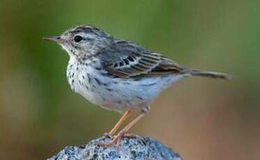 Pipit de Berthelot