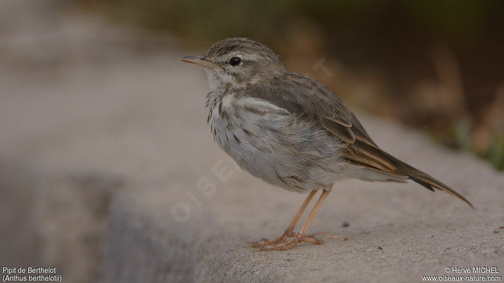 Pipit de Berthelot