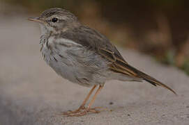 Berthelot's Pipit