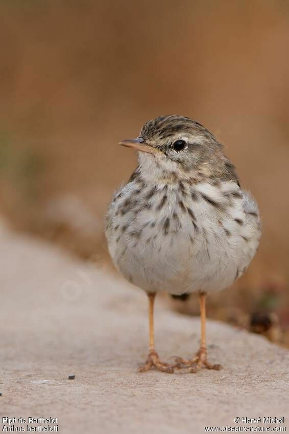 Berthelot's Pipit