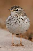 Berthelot's Pipit