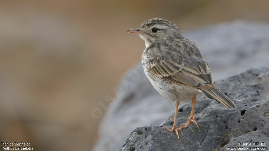 Pipit de Berthelot