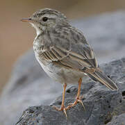 Berthelot's Pipit