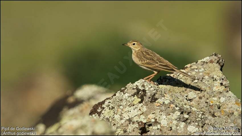 Pipit de Godlewski mâle adulte nuptial