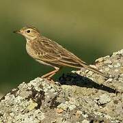 Blyth's Pipit