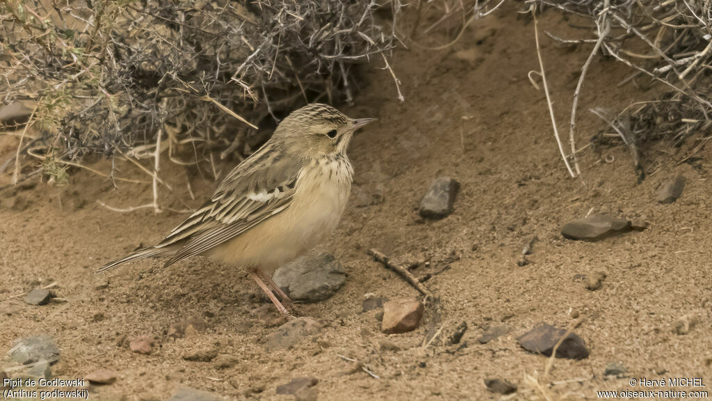 Blyth's Pipitadult