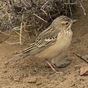 Blyth's Pipit