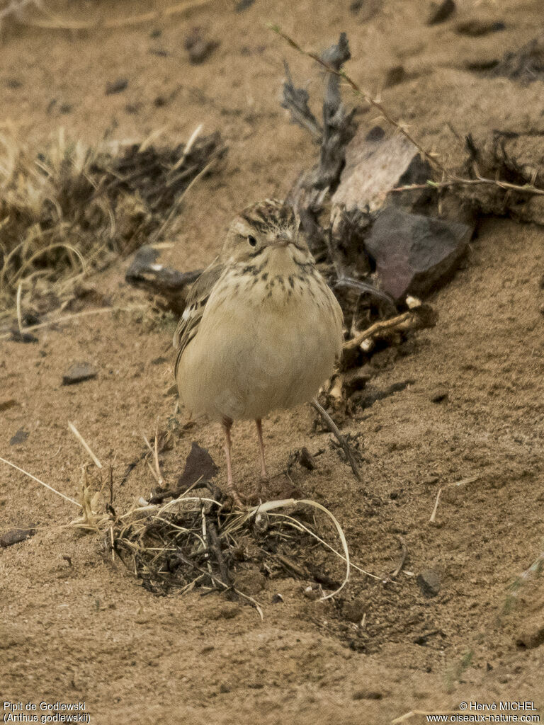 Pipit de Godlewskiadulte