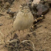 Blyth's Pipit