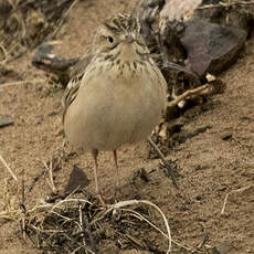 Pipit de Godlewski