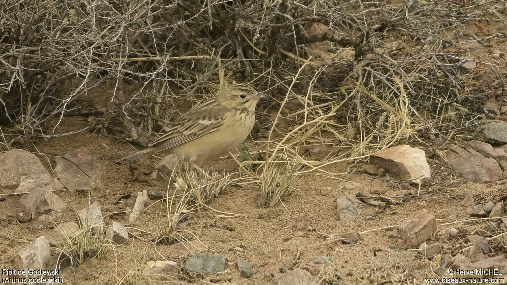 Blyth's Pipit