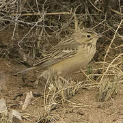 Blyth's Pipit