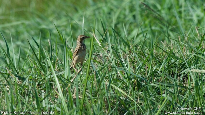 Pipit de Richard