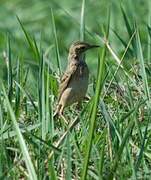 Richard's Pipit