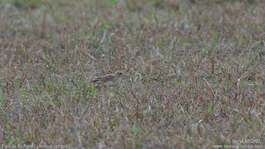 Pipit de Richard