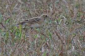 Richard's Pipit