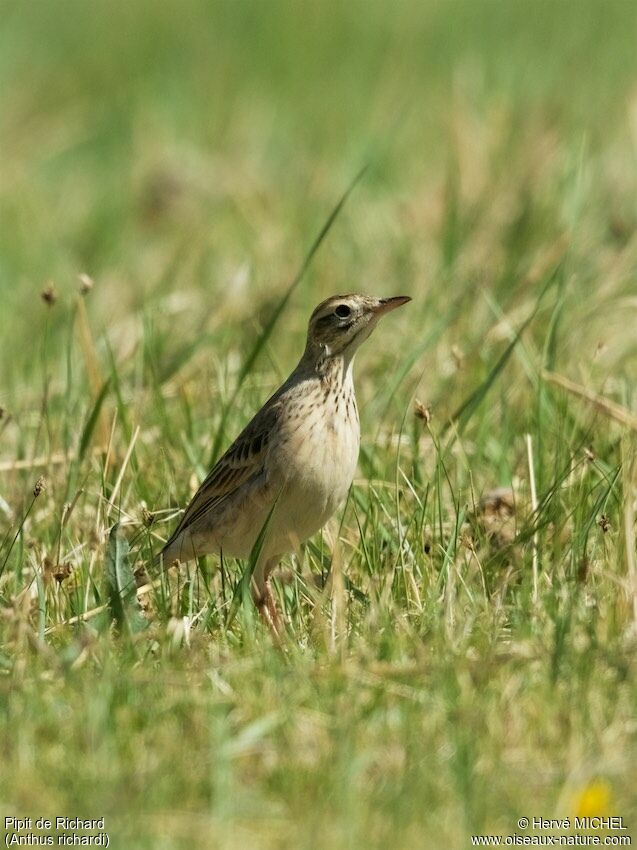 Richard's Pipitadult breeding