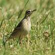 Pipit de Richard