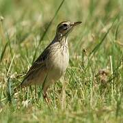 Richard's Pipit