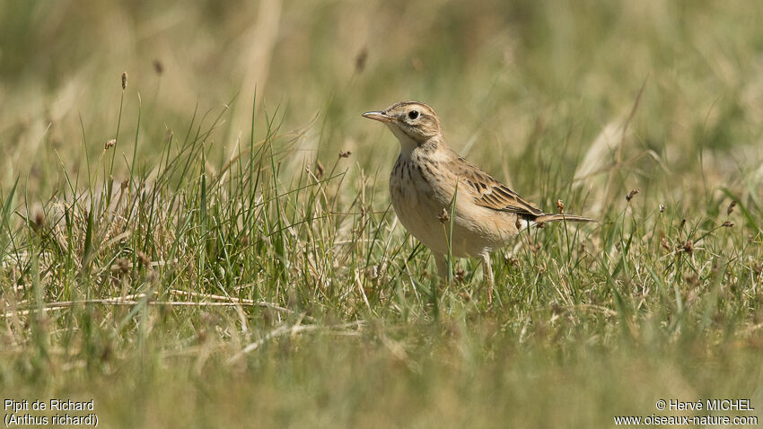 Pipit de Richardadulte