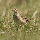 Pipit de Richard