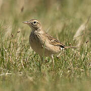 Richard's Pipit