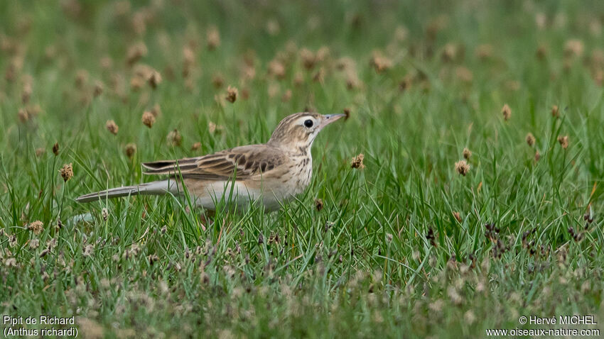 Pipit de Richardadulte