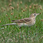 Pipit de Richard