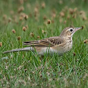 Richard's Pipit