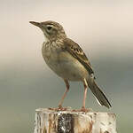 Pipit de Richard