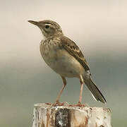 Richard's Pipit