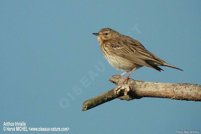 Pipit des arbres