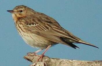 Pipit des arbres