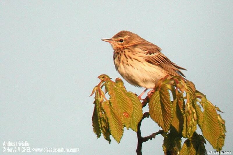 Pipit des arbres