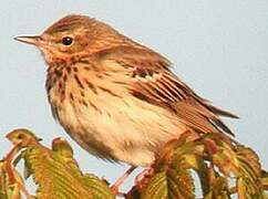 Tree Pipit