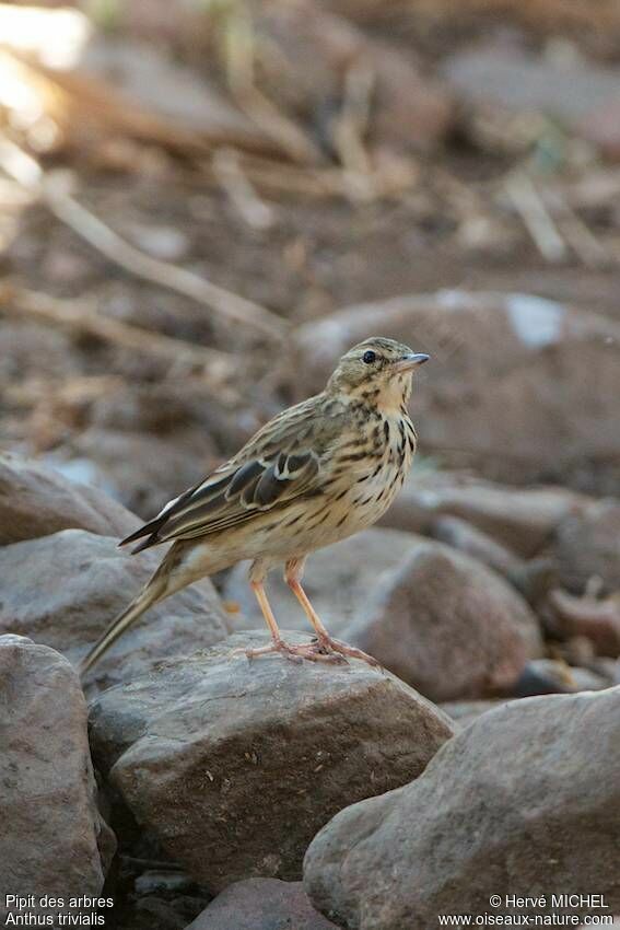 Pipit des arbres