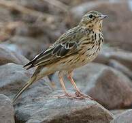 Pipit des arbres