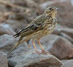 Pipit des arbres