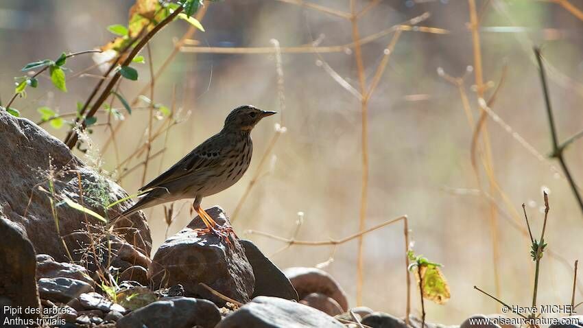 Pipit des arbres