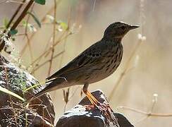 Tree Pipit