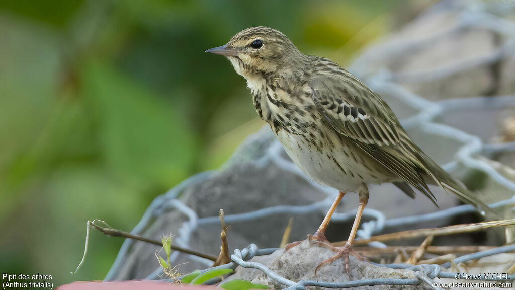 Tree Pipit